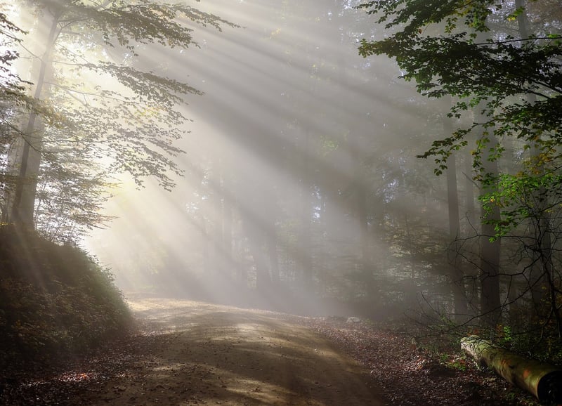 Misty Forest Shots